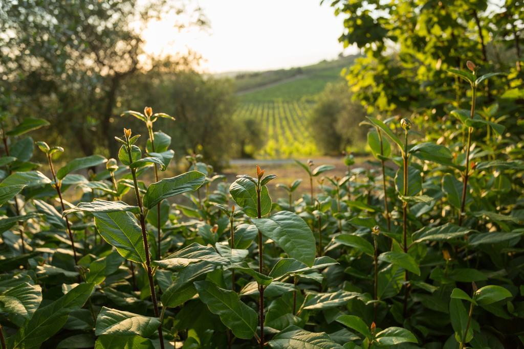 Tenuta Di Monaciano Ponte A Bozzone Екстер'єр фото
